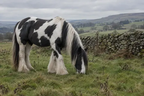 A black-and-white coloured cob with feathered legs grazing beside a dry-stone wall.