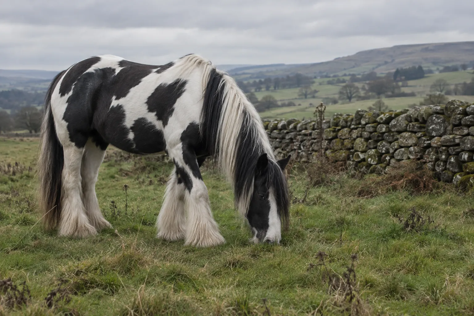 A black-and-white coloured cob with feathered legs grazing beside a dry-stone wall.