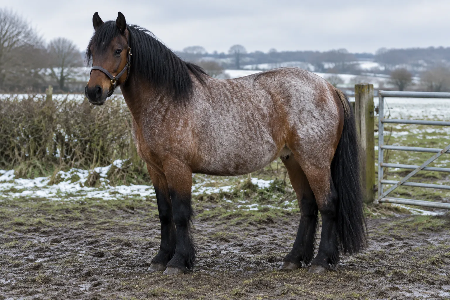 A bay roan cob with white hairs through a bay body, a darker head and black lower legs, standing in a muddy winter field.