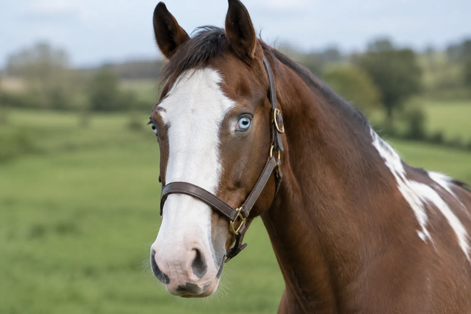A bay horse with a broad white face and two pale blue eyes, in a plain leather headcollar.