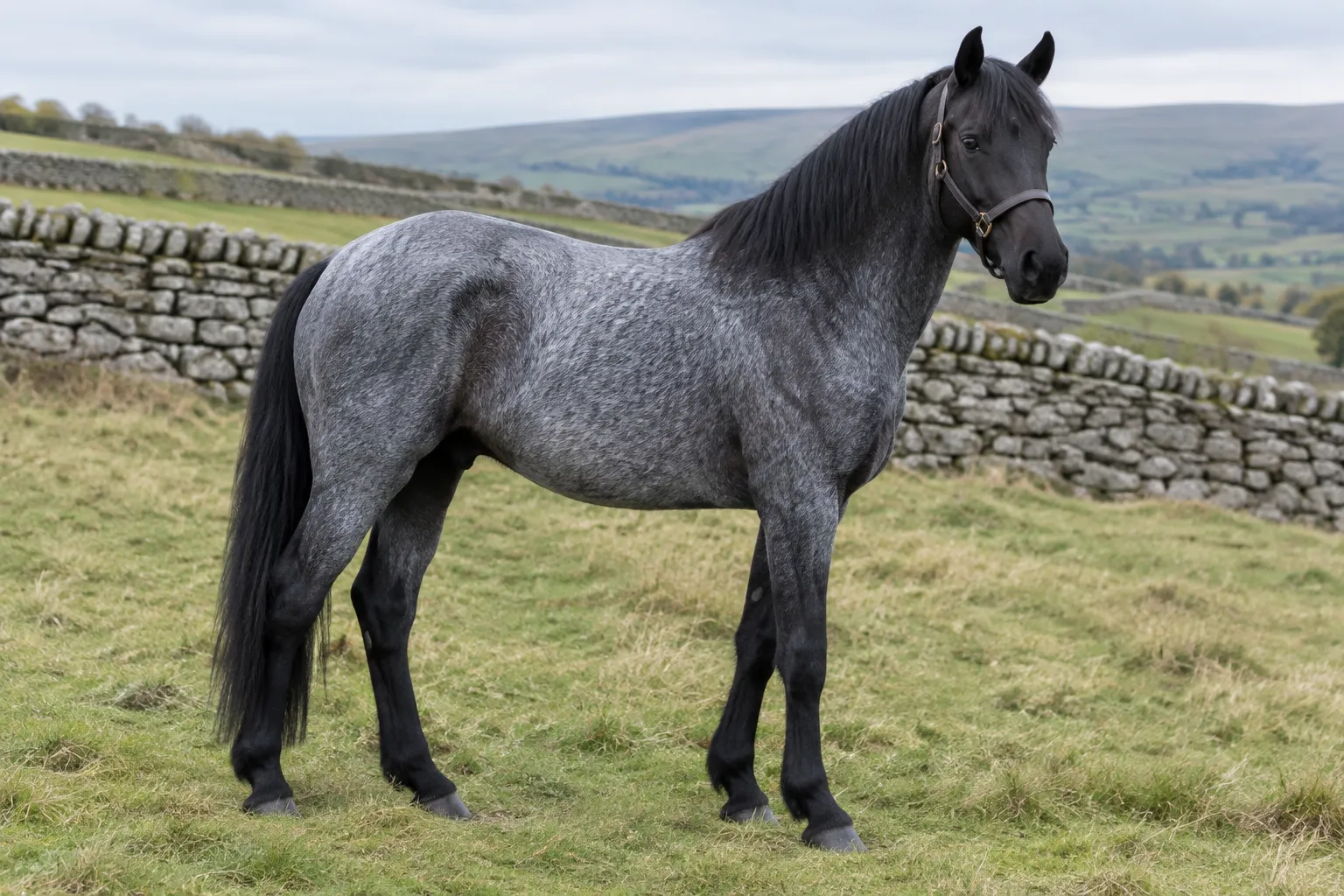 A blue roan horse with white hairs through a black body and a solid black head and legs, standing on a hillside field.