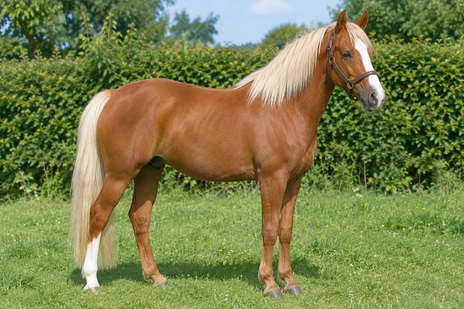 A bright chestnut horse with a pale flaxen mane and tail, a white blaze and one white sock, standing in a summer meadow.
