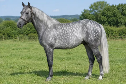 A dapple grey horse with round pale dapples across its body, a darker head and legs and a silver mane, standing in a sunny field.