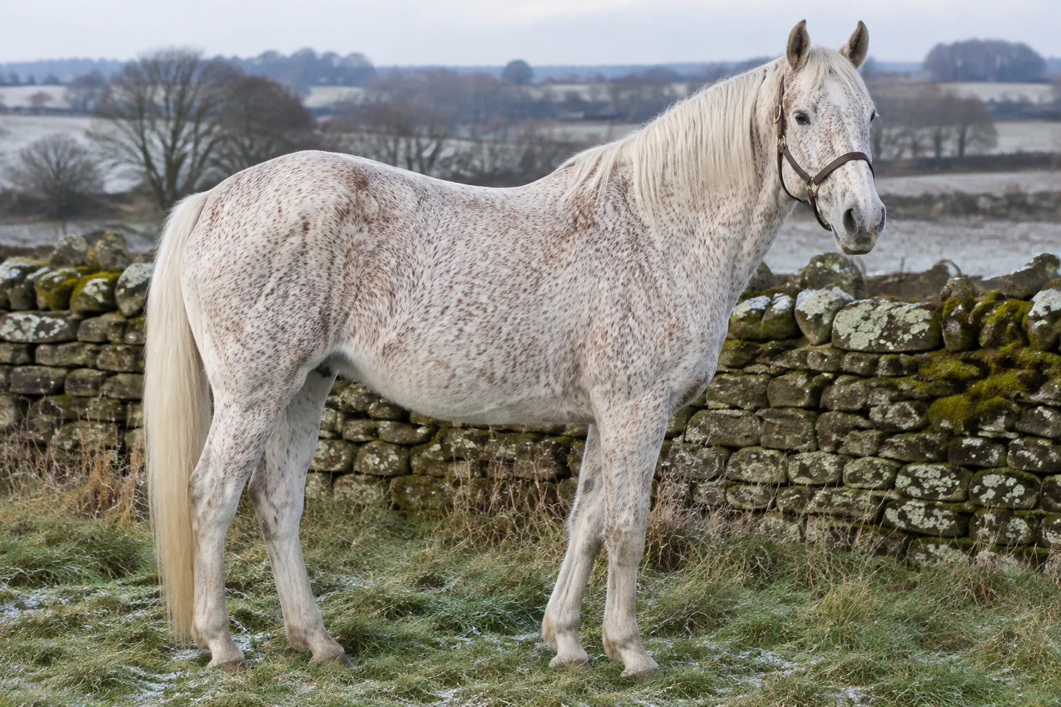 An older flea-bitten grey horse with a white coat covered in small reddish-brown flecks, standing beside a stone wall in winter.