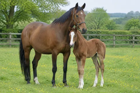 A bay mare and her bay foal with a white blaze standing together in a spring paddock full of buttercups.