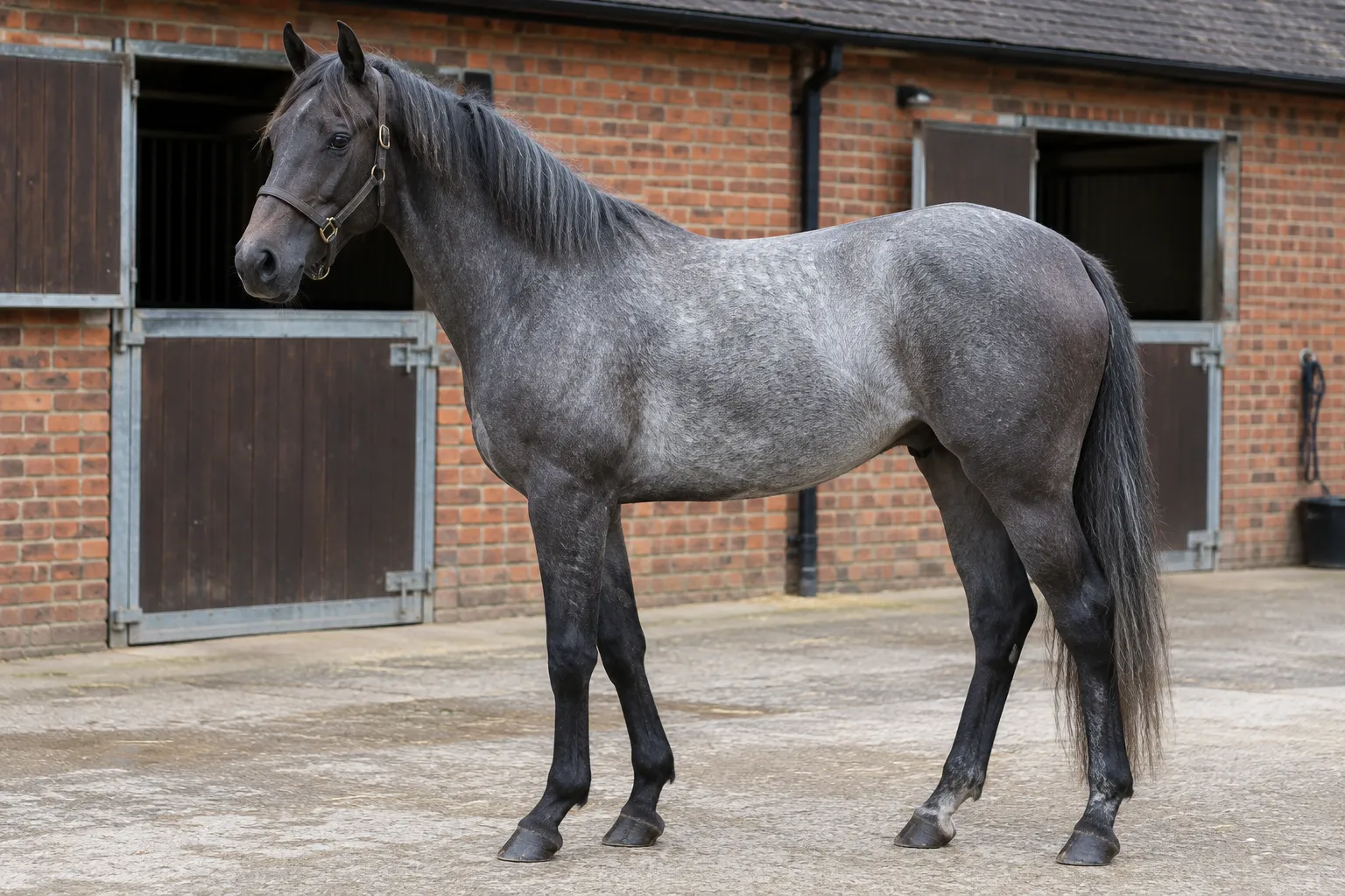 A young iron grey horse with a dark steel-grey coat, a darker head and legs, standing on a stable yard in front of brick loose boxes.