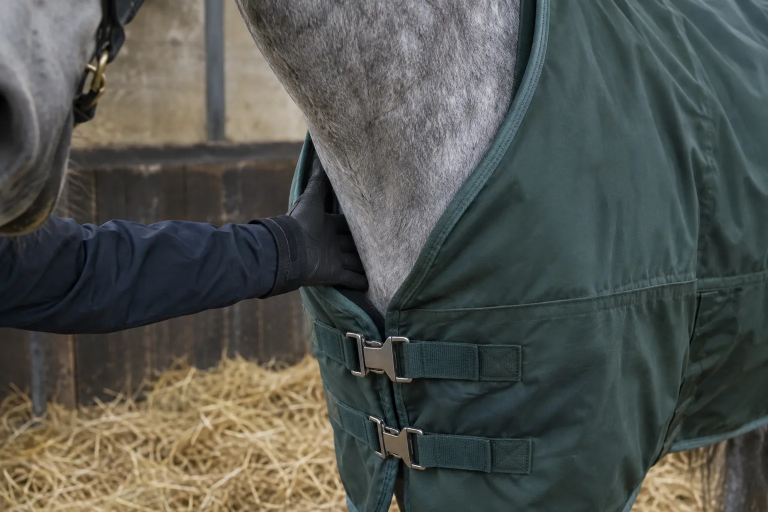 A gloved hand slipped flat under the front of a green stable rug at a grey horse's shoulder.