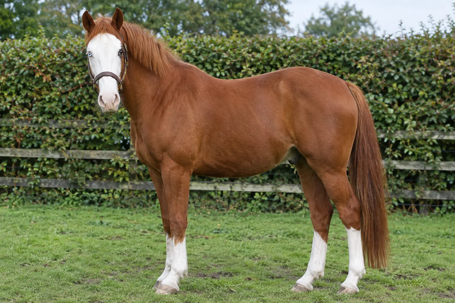 A chestnut horse with a bald white face and one pale blue eye in a paddock.