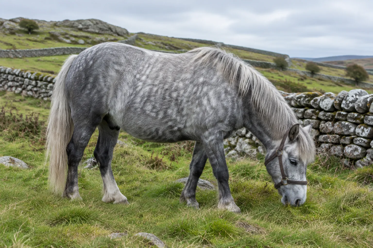 A grey dappled pony grazing among dry stone walls on a rough green hillside.