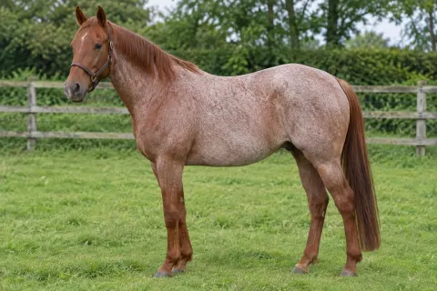 A strawberry roan horse with white hairs through a chestnut body and a solid chestnut head and legs, standing in a green paddock.