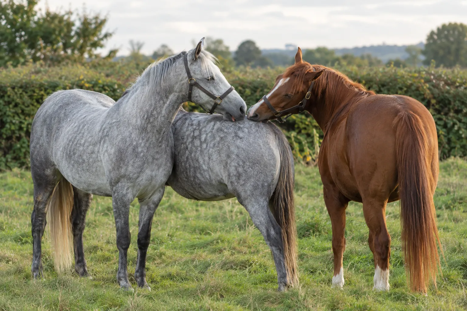 A grey and a chestnut horse standing head to tail grooming each other's withers in a field.