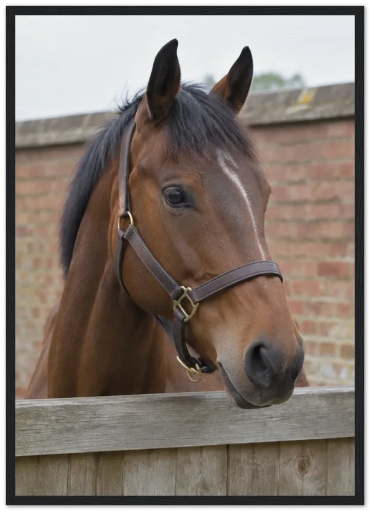 A photo of a bay horse in a headcollar looking over a wooden gate, printed as it was taken and set in a black frame.