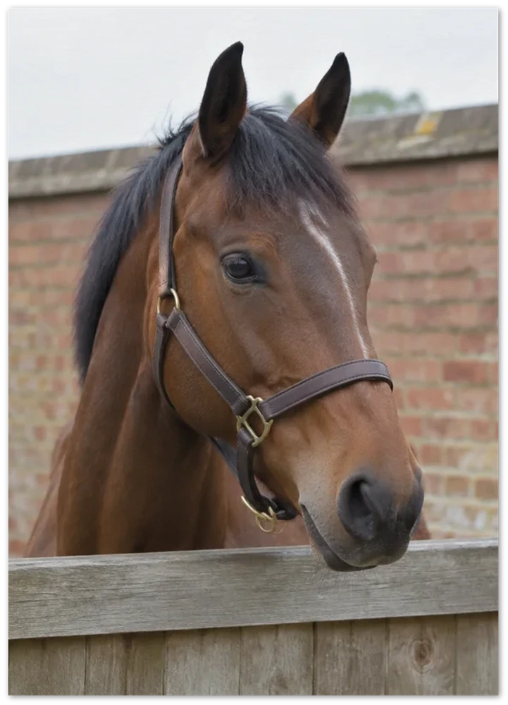 Gelato product render: an illustrative example photo of a bay horse looking over a stable door, on an unframed paper print