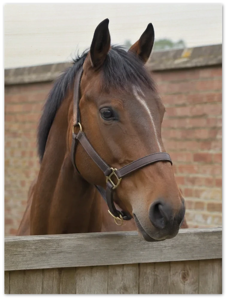 A photo of a bay horse in a headcollar looking over a wooden gate, printed on a wood panel.
