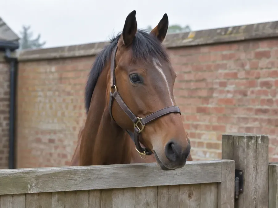A daylight phone photo of a bay horse in a headcollar looking over a wooden gate, the whole head in frame and both eyes clear.