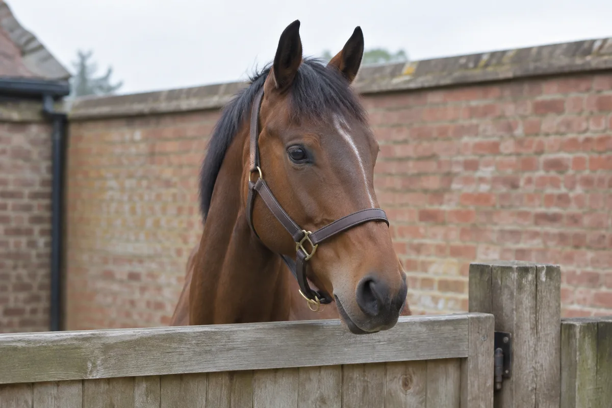A photo of a bay horse in a headcollar looking over a wooden gate in front of a brick wall, the example photo used to show crops on this page.