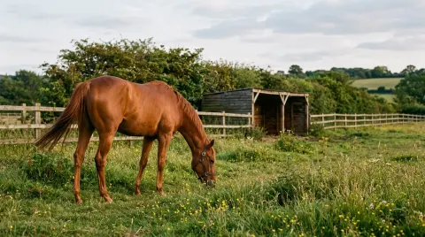 A lean chestnut thoroughbred grazing in an ordinary paddock on a summer evening.